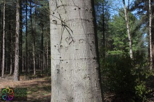 fagus sylvatica (2) (1200 x 800).jpg_product